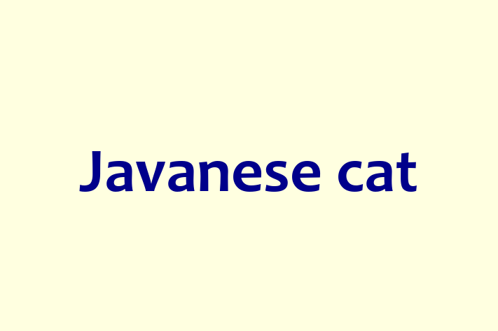 Javanese cat Cat Ready for a Home in Lewes