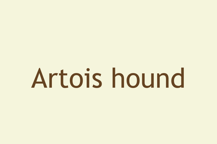 Adopt a Artois hound Dog in Thornton Heath