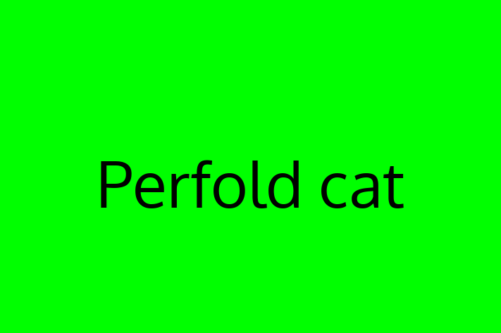 Adopt a Cat Perfold cat Available in Leeds