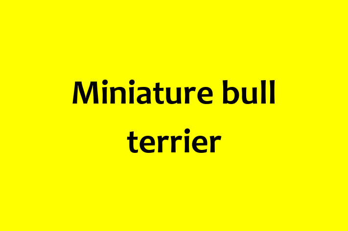 Adopt a Beautiful Miniature bull terrier Dog in Dartford