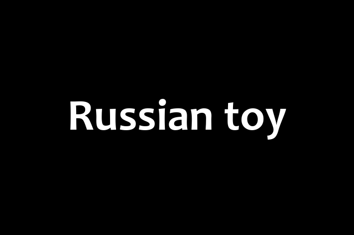 Dog Russian toy for Sale in Burton upon Trent