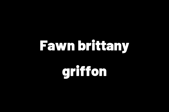 Fawn brittany griffon Dog for Sale in Chatham