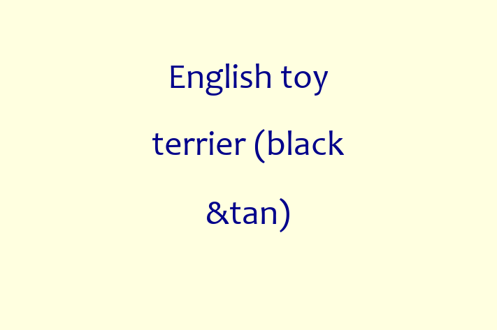 Find Your New English toy terrier black tan Dog in Hounslow