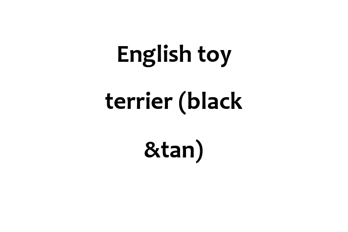 Dog English toy terrier black tan for Sale in Lisburn