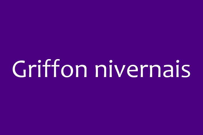 Dog Griffon nivernais for Sale in Swansea