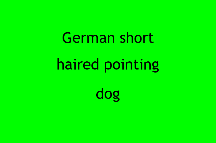 German short haired pointing dog Dog in Hayes