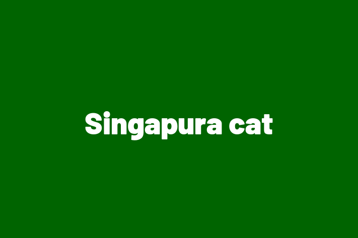 Adopt a Cat Today Singapura cat in Ashbourne