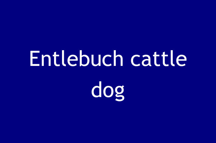 Entlebuch cattle dog Dog for Sale in Wycombe