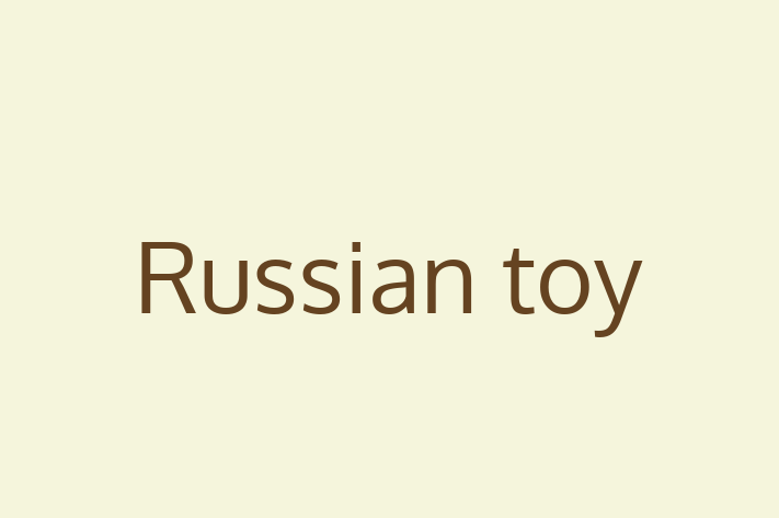 Charming Russian toy Dog for Sale in Chesterfield