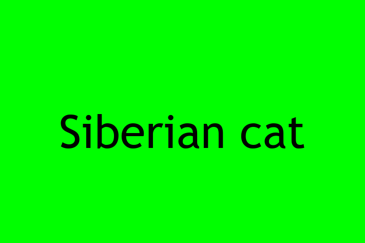 Cat Siberian cat for Sale in Morden