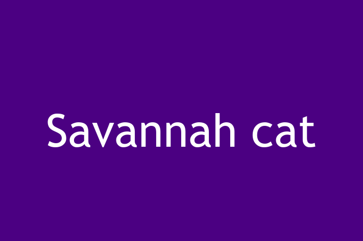 Adopt a Friendly Savannah cat Cat in Salisbury