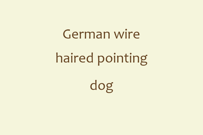 Adopt a Dog Today German wire haired pointing dog in Fleet