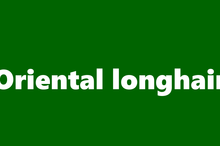 Oriental longhair for Sale in Ilford