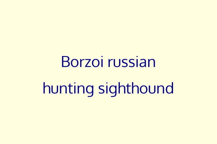 Borzoi russian hunting sighthound Dog in Croydon Ready for a New Home