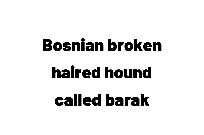 Adopt a Friendly Bosnian broken haired hound called barak Dog in Dewsbury