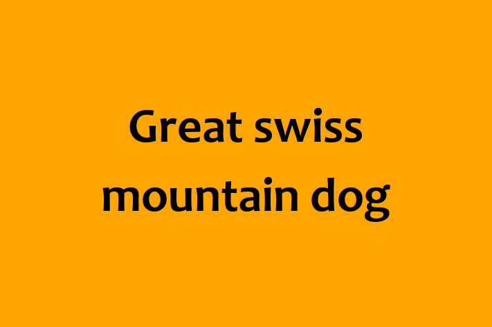 Great swiss mountain dog Dog for Sale in Twickenham