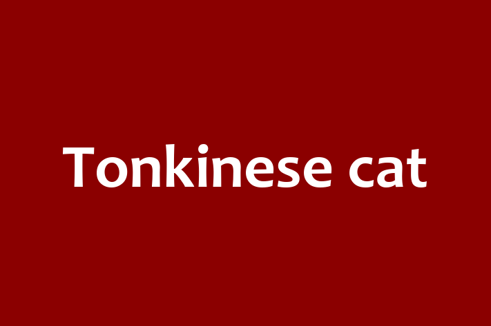 Find Your New Tonkinese cat Cat in Mansfield