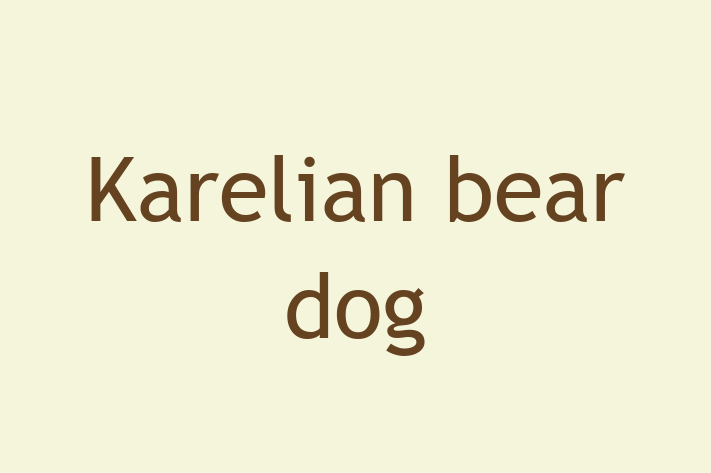 Karelian bear dog Dog in Brentwood