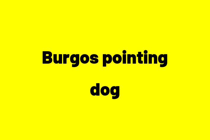 Burgos pointing dog Dog for Sale in Stourbridge