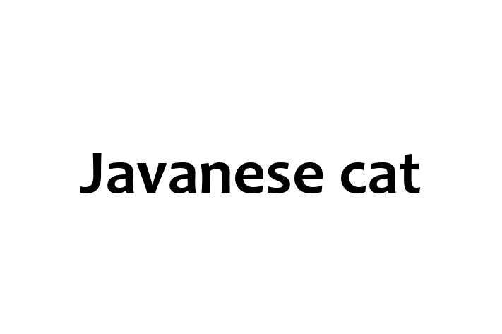 Javanese cat Cat for Sale in Didcot