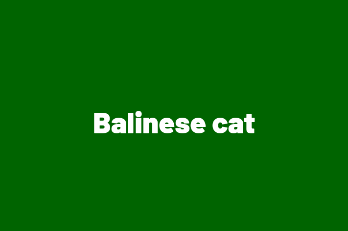 Balinese cat for Sale in Liverpool