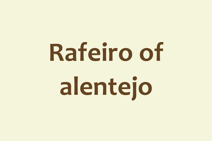 Rafeiro of alentejo Dog Ready for a Home in Brighton