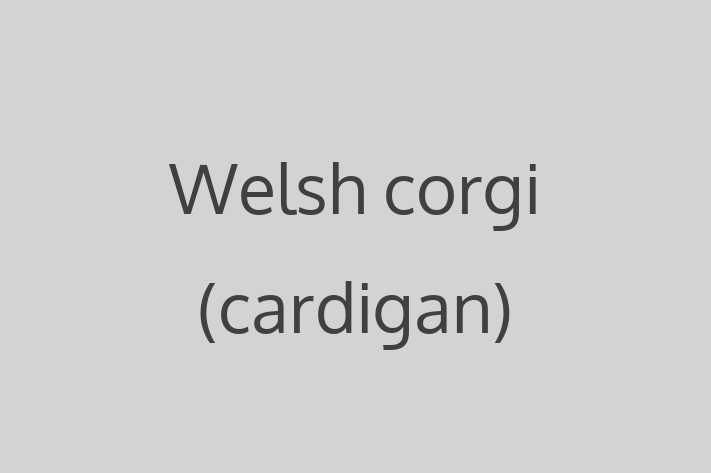 Adopt a Beautiful Welsh corgi cardigan Dog in Corbridge