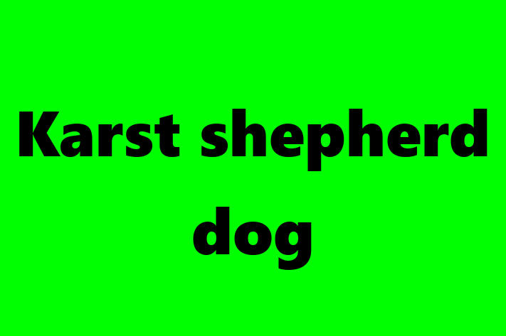 Charming Karst shepherd dog Dog for Sale in Brighton