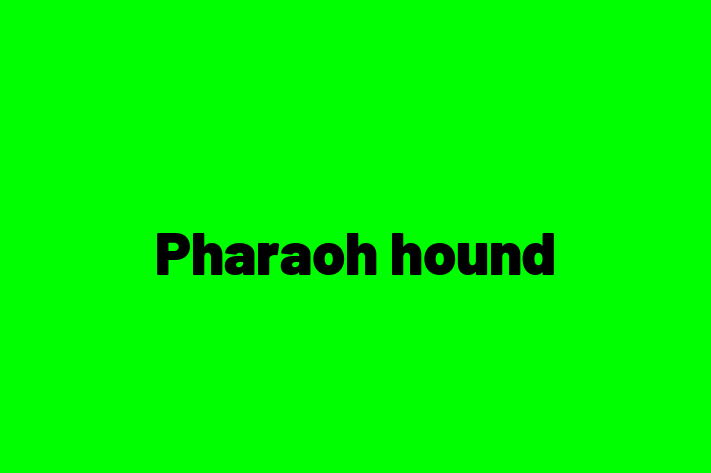 Find Your New Pharaoh hound Dog in Loughborough