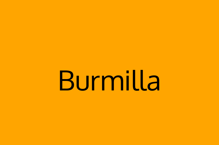 Burmilla Cat for Sale in Kings Lynn