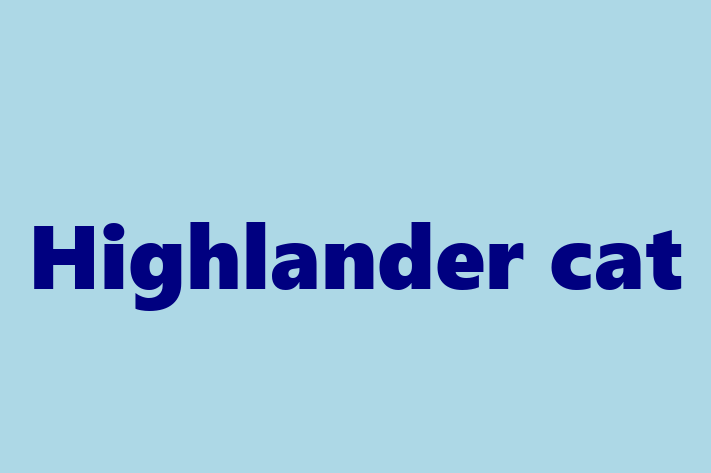 Highlander cat Cat PuppiesKittens for Sale in Wellington