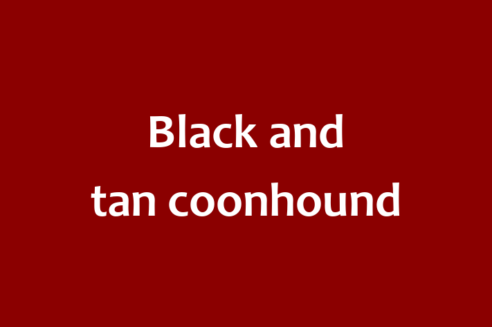 Black and tan coonhound Dog for Sale in Folkestone