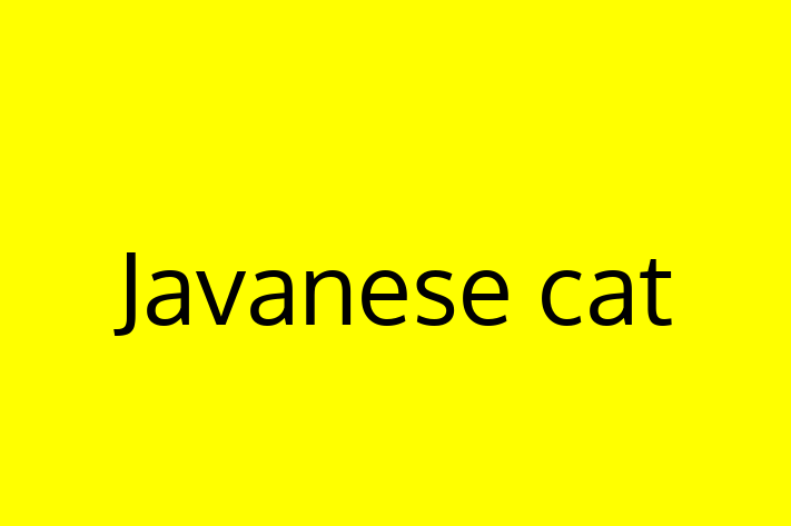 Meet Your New Javanese cat Cat in Warrington