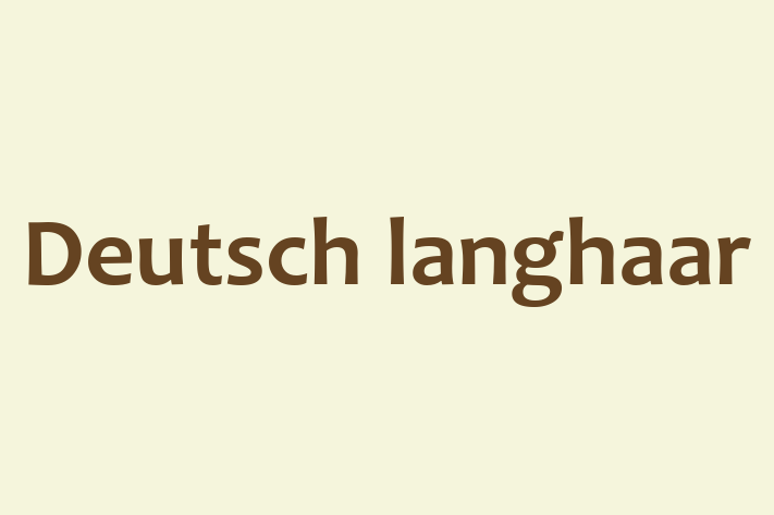 Meet Your New Deutsch langhaar Dog in Andover