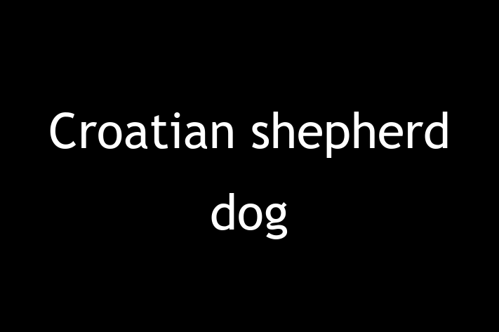 Croatian shepherd dog Dog PuppiesKittens for Sale in Scarborough