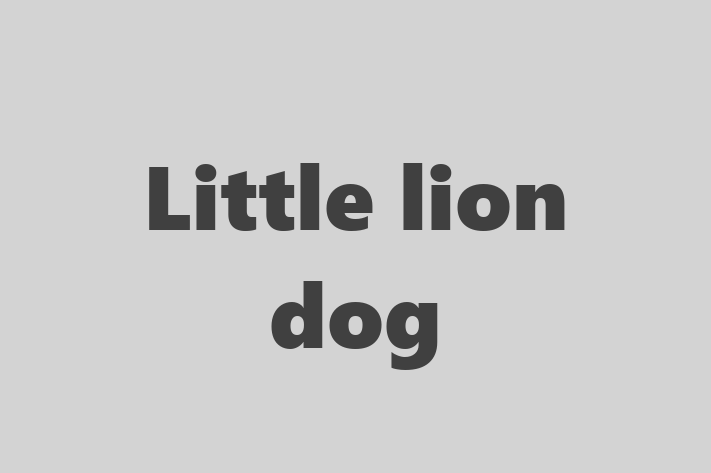 Adopt a Beautiful Little lion dog Dog in Neath