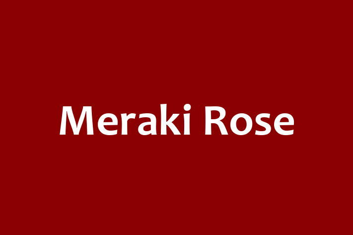 Meraki Rose