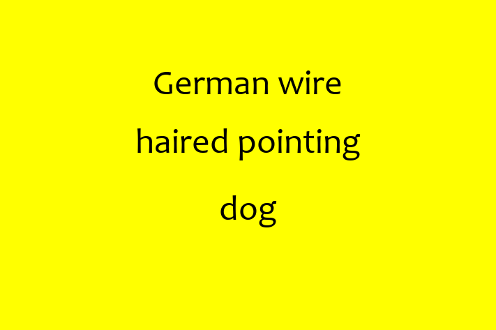 Adopt a German wire haired pointing dog Dog in Widnes