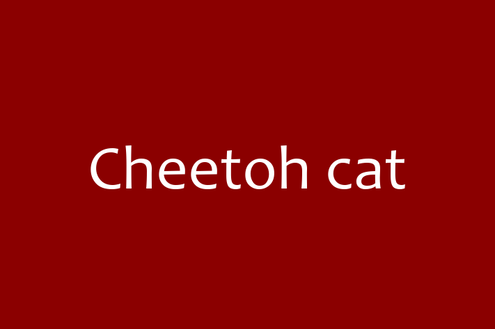 Adopt a Beautiful Cheetoh cat Cat in Houghton le Spring