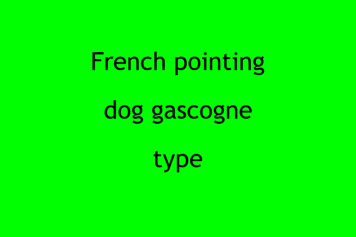 French pointing dog gascogne type Dog in Horton