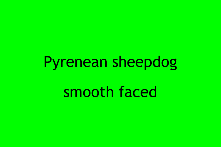 Pyrenean sheepdog smooth faced Dog for Sale in Mansfield