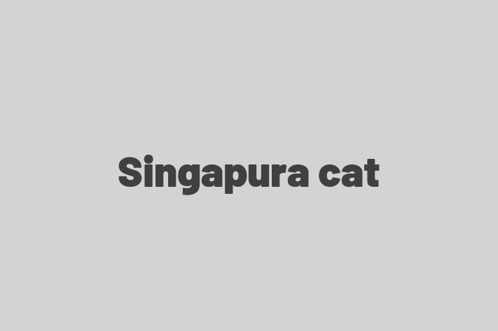 Singapura cat Cat for Adoption in Northolt