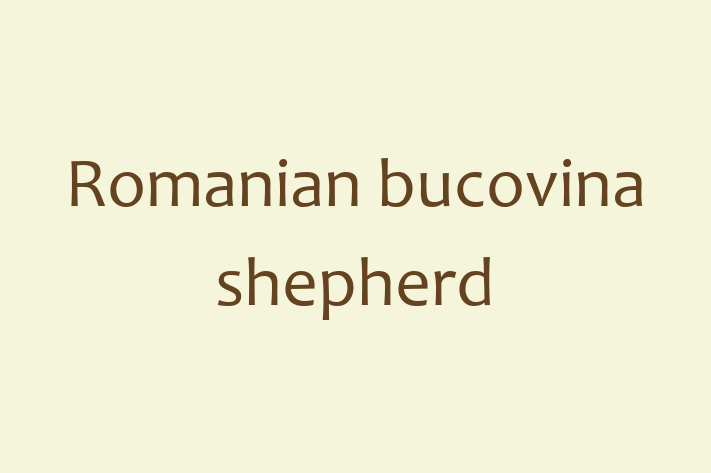 Romanian bucovina shepherd Dog for Adoption in Nuneaton