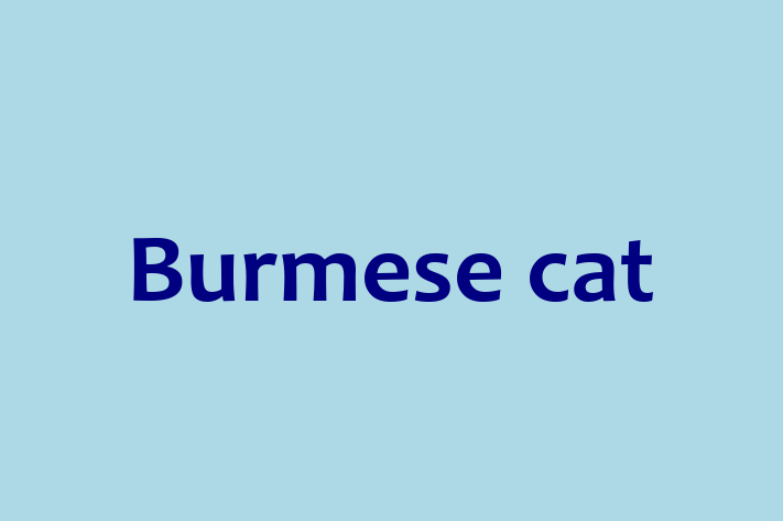 Adopt a Cat Today Burmese cat in Didcot