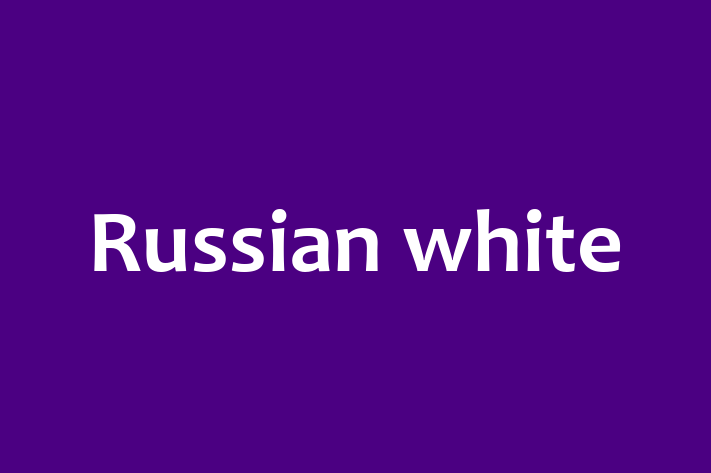 Russian white Cat Available Now in Billingham