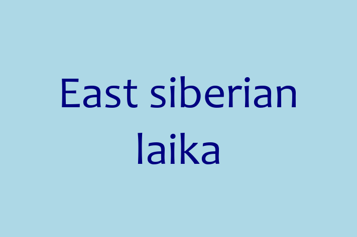 Adopt a East siberian laika Dog in Little Stanney