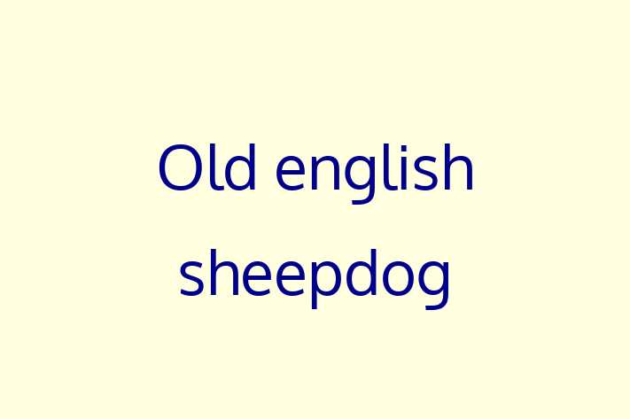 Adopt a Friendly Old english sheepdog Dog in Derby