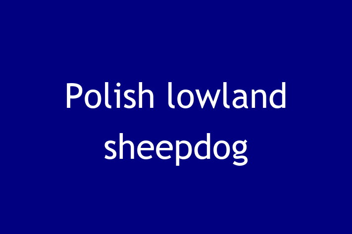 Adopt a Friendly Polish lowland sheepdog Dog in Billingham