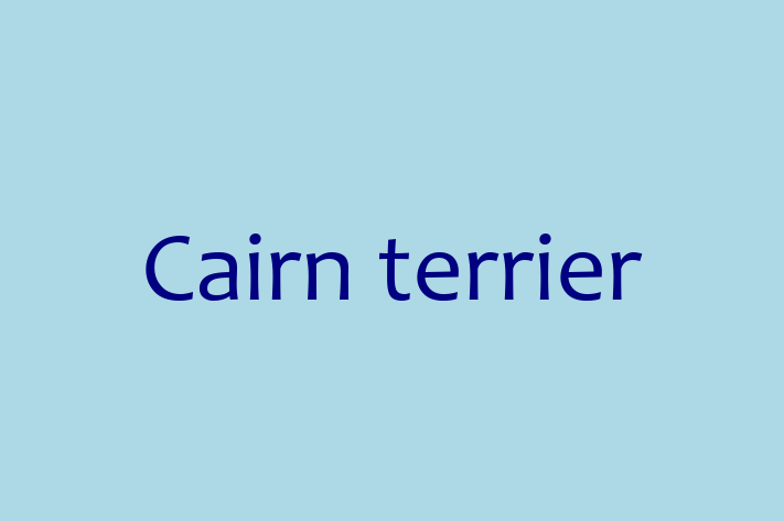 Adopt a Friendly Cairn terrier Dog in Bolton