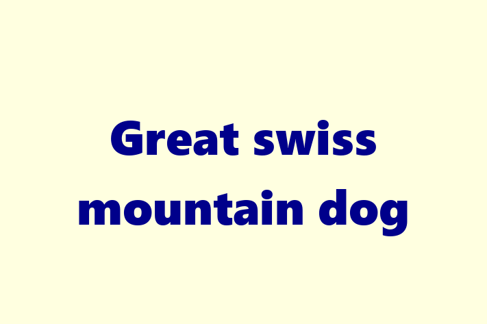 Dog Great swiss mountain dog for Sale in Brighton